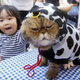 Illustration for article titled The Wonderful World of Cat Cosplay